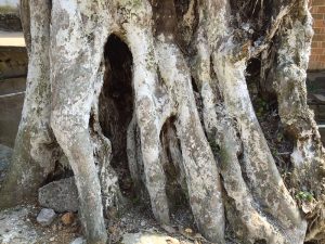 Árbol - la corteza del árbol es la materia prima papel Xuan. 