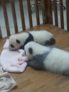 corralito panda cria Chengdu Panda Base