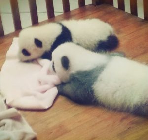 Baby Pandas