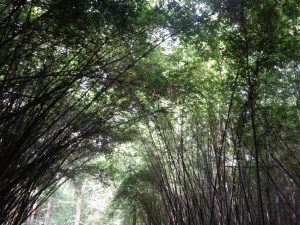 Bamboo forests in Panda country