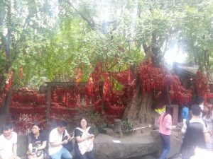 Chengdu wishing tree full of good wishes