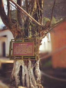 Qing Tan Tree