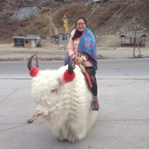 Yak tibetano