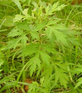 mugwort wikipedia image