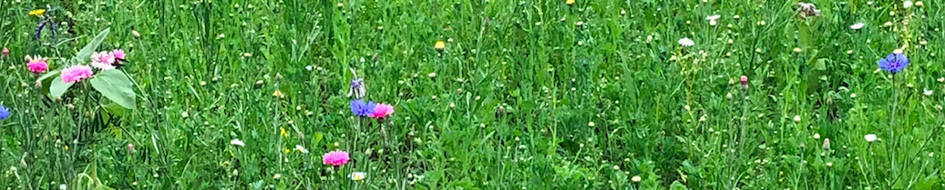July newsletter 2018