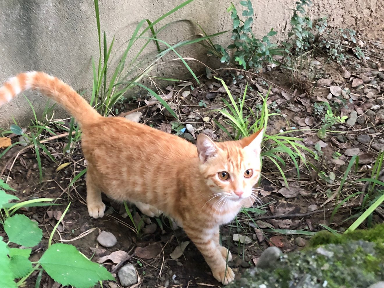 Kitten colleague