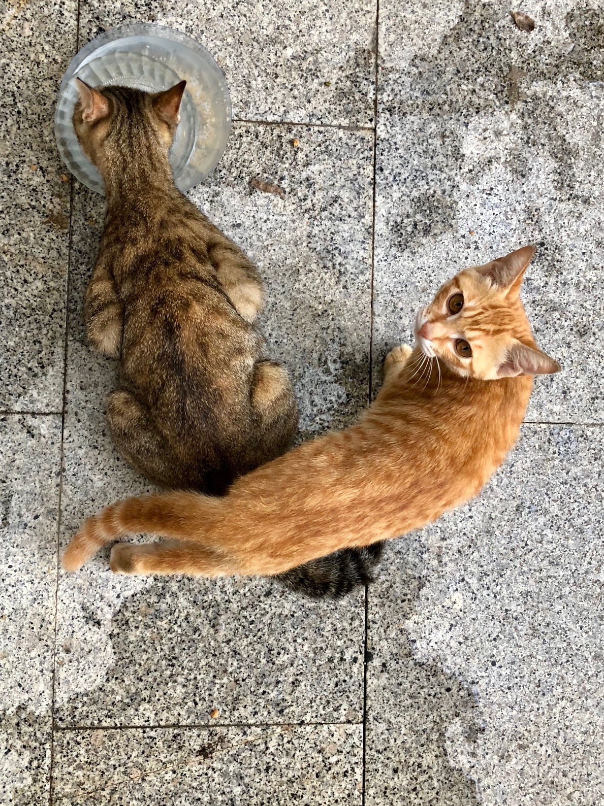Kitten colleague with her mummy 