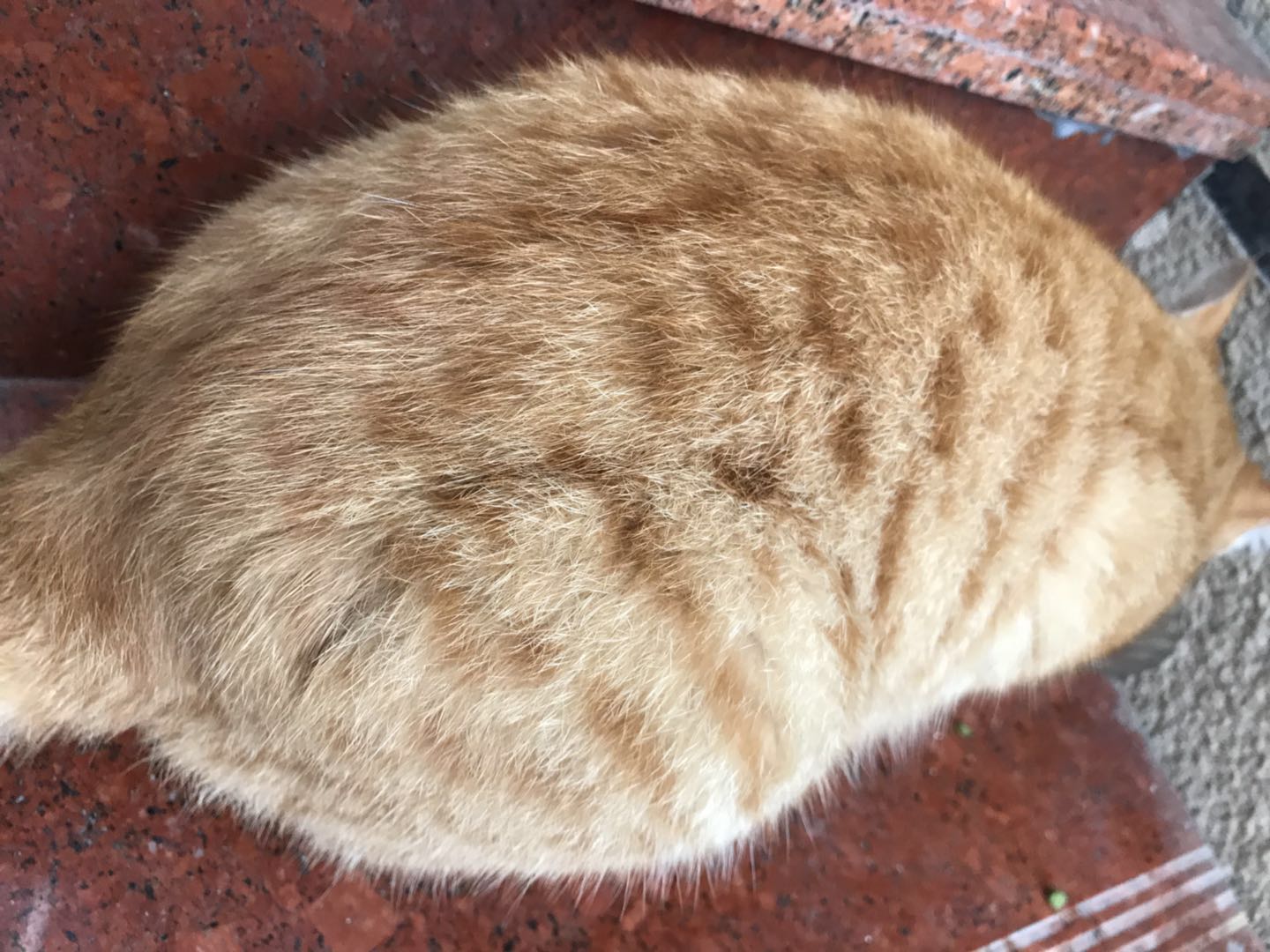 MeowMeow