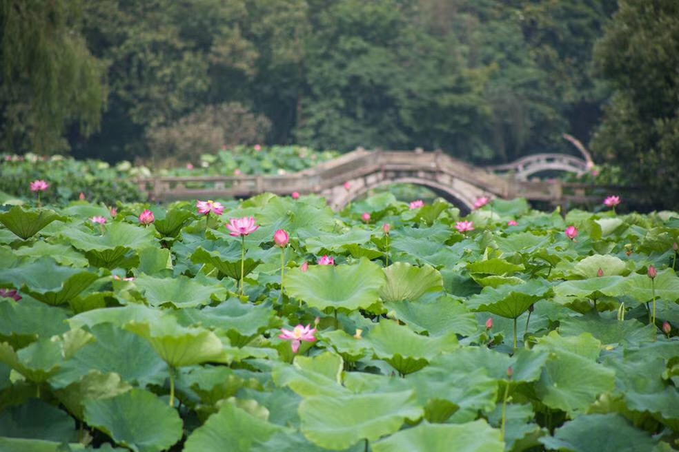 photographer kingbol Lotus in Summer Inkston